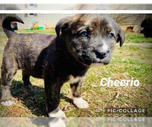 Sheprador Dogs for adoption in Forest, VA, USA