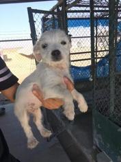 Mutt Dogs for adoption in Lemoore, CA, USA