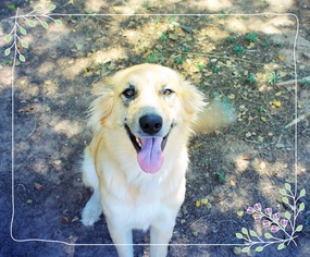 Australian Retriever Dogs for adoption in Chandler, AZ, USA