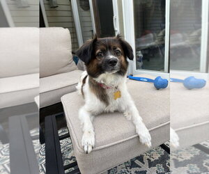 Papillon-Unknown Mix Dogs for adoption in Mundelein, IL, USA