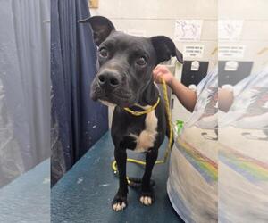 Boxer-Unknown Mix Dogs for adoption in Mobile, AL, USA