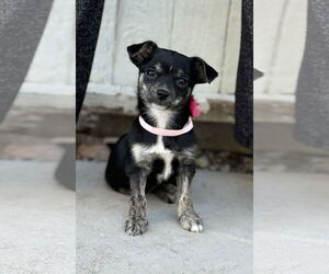 Chiweenie Dogs for adoption in Phoenix, AZ, USA