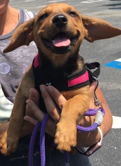 Medium Photo #1 Dachshund-Unknown Mix Puppy For Sale in Royal Palm Beach, FL, USA