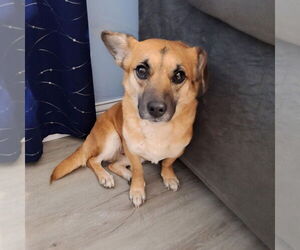 Chi-Corgi Dogs for adoption in Aurora, IN, USA