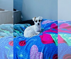 Chihuahua Dogs for adoption in York, SC, USA