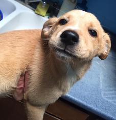 Shiba Inu Dogs for adoption in Joplin, MO, USA