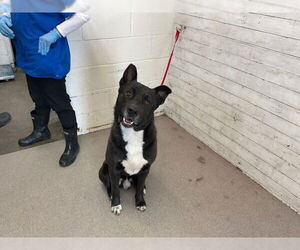 Akita-Unknown Mix Dogs for adoption in San Bernardino, CA, USA
