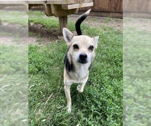 Chihuahua Dogs for adoption in Plano, TX, USA