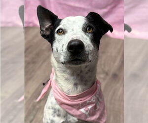 Mutt Dogs for adoption in Lakewood, CO, USA