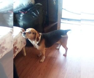 Puggle Dogs for adoption in Apple Valley, CA, USA