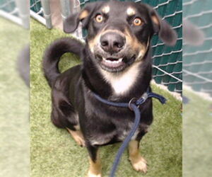 English Shepherd-Unknown Mix Dogs for adoption in Downey, CA, USA