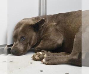 American Staffordshire Terrier-Unknown Mix Dogs for adoption in San Antonio, TX, USA