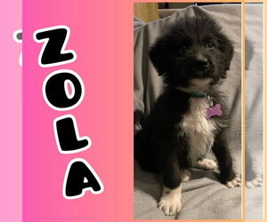 Mutt Dogs for adoption in New London, WI, USA