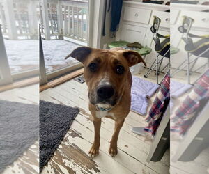 Labrador Retriever-Unknown Mix Dogs for adoption in Brewster, NY, USA