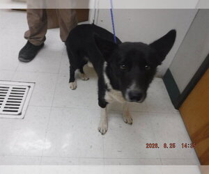 Border Collie-Pembroke Welsh Corgi Mix Dogs for adoption in Oroville, CA, USA