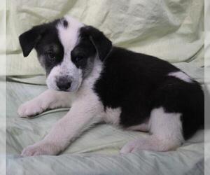 Mutt Dogs for adoption in Thief River Falls, MN, USA
