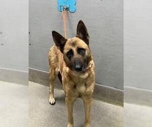 Mutt Dogs for adoption in Las Vegas, NV, USA