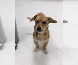 Chiweenie Dogs for adoption in Maple Grove, MN, USA