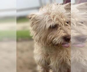 Cairn Terrier Dogs for adoption in Los Banos, CA, USA