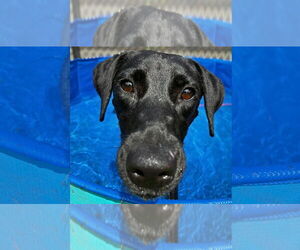 Mutt Dogs for adoption in Weaverville, NC, USA