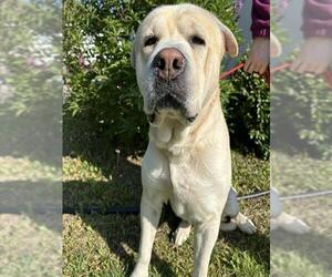 Akita-Mastiff Mix Dogs for adoption in Anchorage, AK, USA