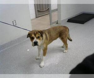 American Pit Bull Terrier Dogs for adoption in Pasadena, TX, USA