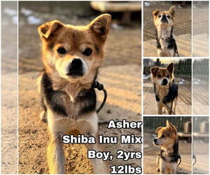Shiba Inu-Unknown Mix Dogs for adoption in Seattle, WA, USA