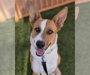 German Shepherd Dog-Unknown Mix Dogs for adoption in Las Vegas, NV, USA