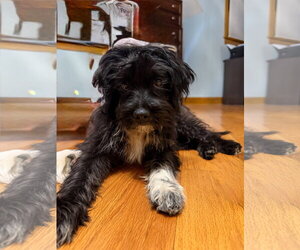 Mutt Dogs for adoption in Morganville, NJ, USA