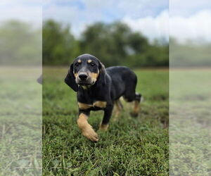 Beagle-German Shepherd Dog Mix Dogs for adoption in Aurora, IN, USA