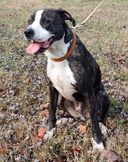Bulldog-Unknown Mix Dogs for adoption in White Bluff, TN, USA