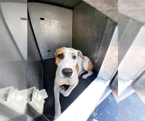 Labrador Retriever-Unknown Mix Dogs for adoption in San Antonio, TX, USA