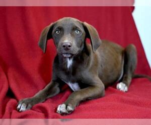 German Shorthaired Lab Dogs for adoption in Morton Grove, IL, USA