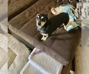 Chihuahua Dogs for adoption in San Bernardino , CA, USA