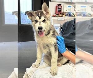 Alaskan Malamute-Unknown Mix Dogs for adoption in Stockton, CA, USA