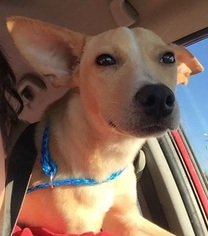 Basenji Dogs for adoption in Coldwater, MI, USA