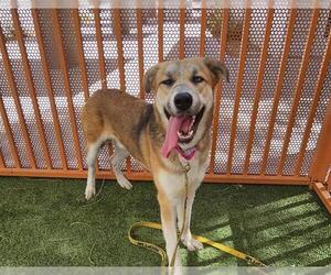 Siberian Husky-Unknown Mix Dogs for adoption in Las Vegas, NV, USA