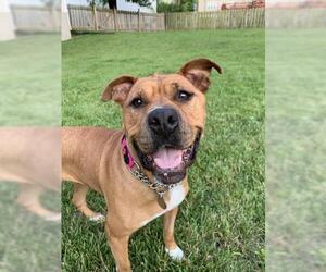 Bullboxer Pit Dogs for adoption in Saint Louis, MO, USA