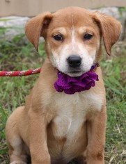 Labany Dogs for adoption in Bandera, TX, USA