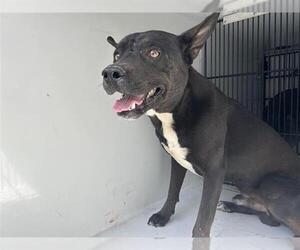 German Shepherd Dog-Unknown Mix Dogs for adoption in Houston, TX, USA