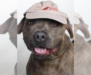 American Bandogge mastiff Dogs for adoption in Burbank, CA, USA