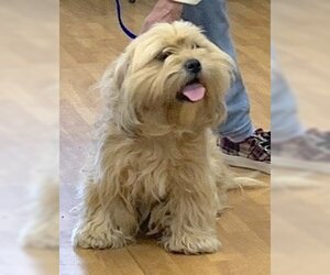 Lhasa Apso-Unknown Mix Dogs for adoption in Mount Airy, NC, USA