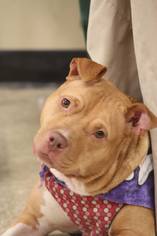 American Pit Bull Terrier Dogs for adoption in Gilbertsville, PA, USA