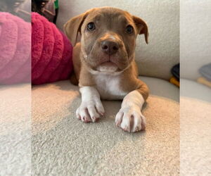 Bullboxer Pit Dogs for adoption in Chester, VA, USA