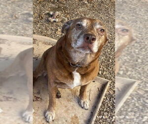 Mutt Dogs for adoption in Foristell, MO, USA