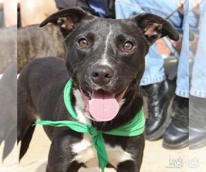 Labrador Retriever-Unknown Mix Dogs for adoption in Washington, DC, USA