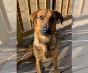 Black and Tan Coonhound-Labrador Retriever Mix Dogs for adoption in Dalzell, SC, USA