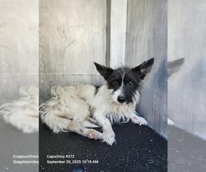 Mutt Dogs for adoption in San Antonio, TX, USA