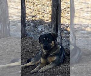 Rottweiler Dogs for adoption in San Antonio, TX, USA