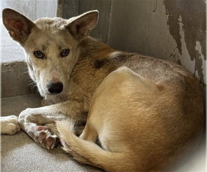 German Shepherd Dog-Unknown Mix Dogs for adoption in San Bernardino, CA, USA